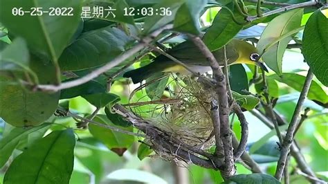 綠繡眼築巢 鳥類死亡處理